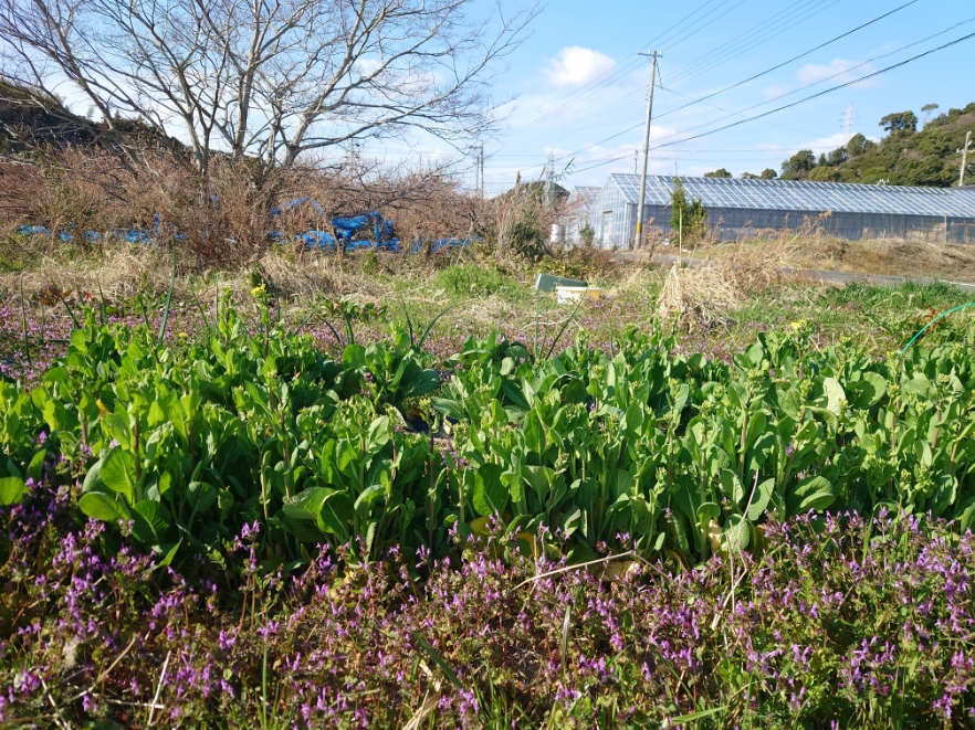 Sunny農園